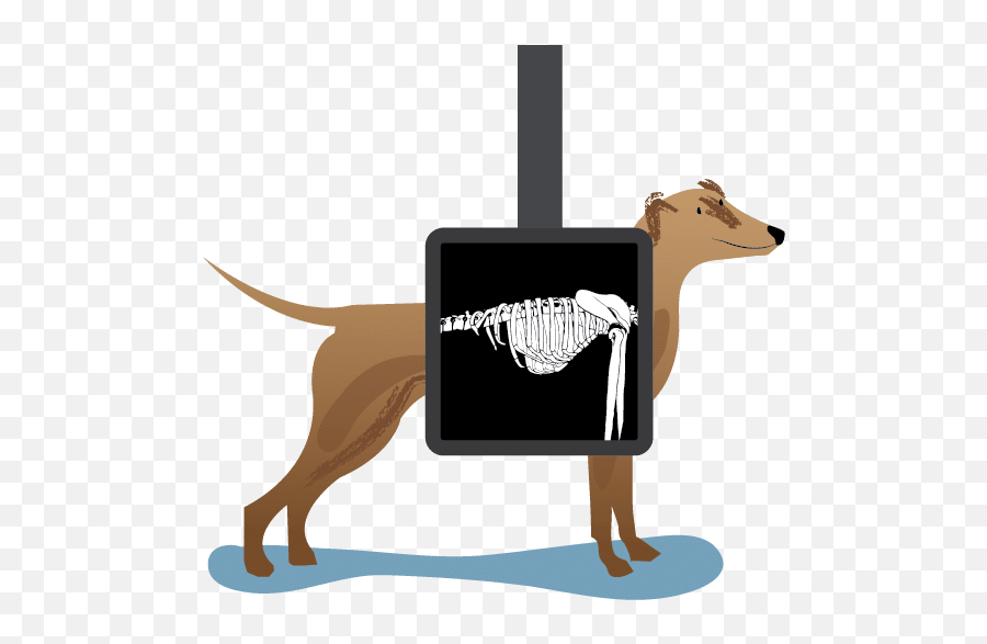 Animal X Rays Clipart - Dog X Ray Clipart Emoji,X Ray Emoji