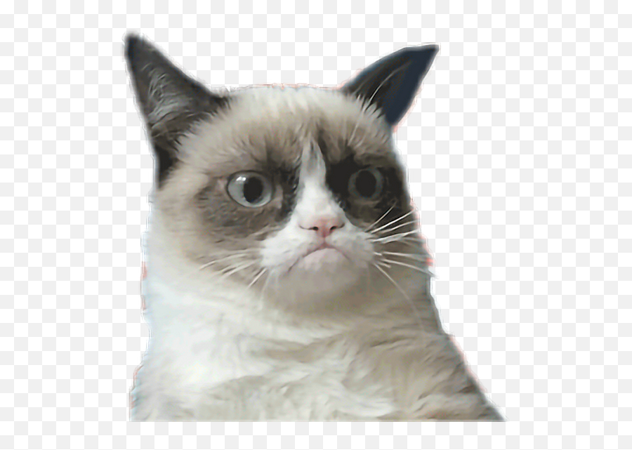 Fatgrumpycatfreetoedit - Grumpy Cat Obama Meme Emoji,Grumpy Cat Emoji