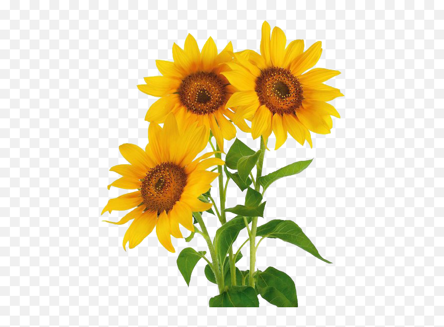Stock Photography Common Sunflower Vase - Natural Flowers Png Hd Emoji,Sunflower Emoji Transparent