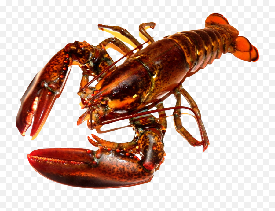 Lobster Hd Png Pluspng - Lobster Png Transparent Cartoon Lobster Png Emoji,Lobster Emoji
