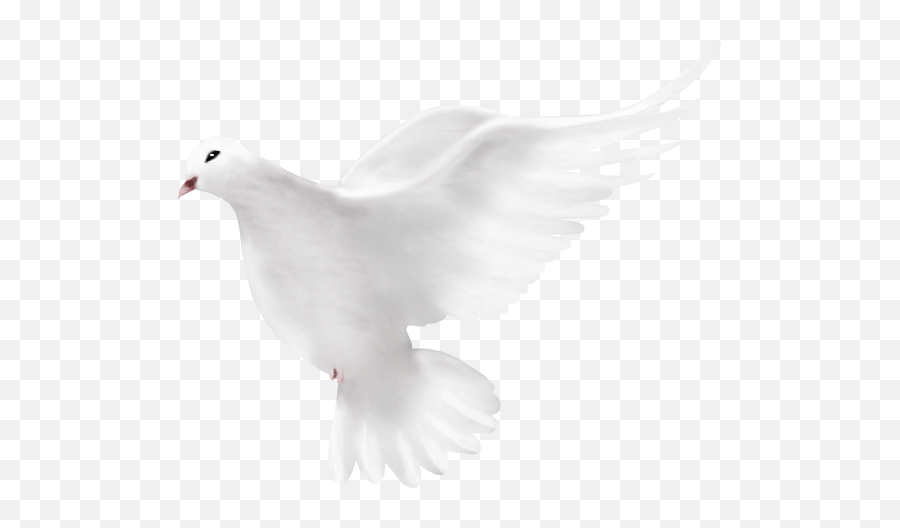 Download Dove Peace - Columbidae Emoji,Dove Emoji Png