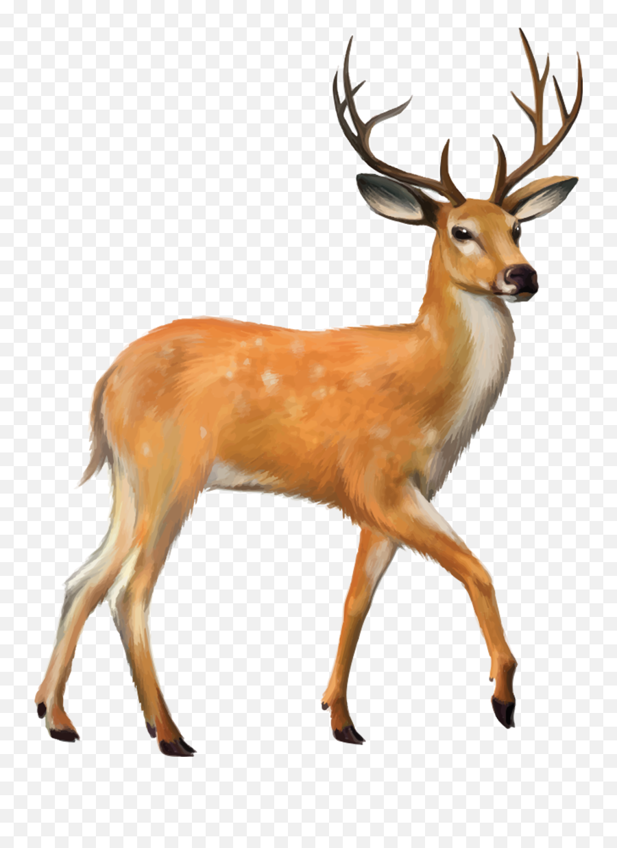 Stag Vector Whitetail Deer Transparent - Transparent Background Deer Clipart Emoji,Whitetail Deer Emoji