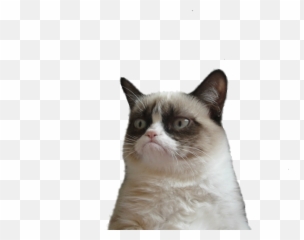 Images About Grumpy Cat - Png Transparent Emoji