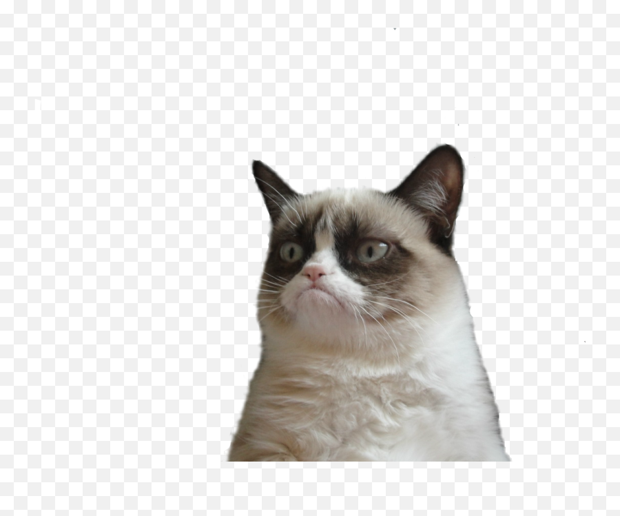 Images About Grumpy Cat - Grumpy Cat Png Transparent Emoji,Grumpy Cat Emoji Android