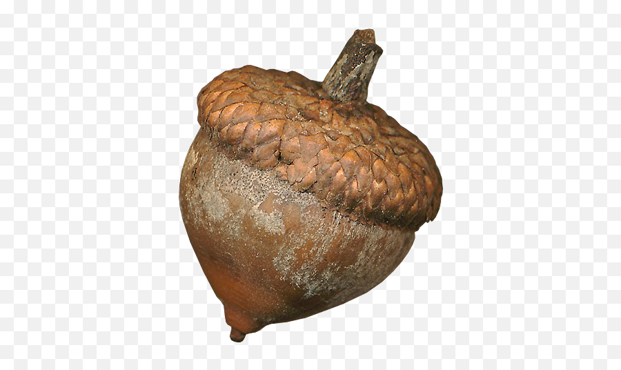 Acorn - Carving Emoji,Acorn Emoji