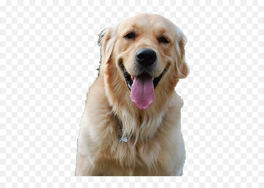 Golden Retriever Stickers - Old Dog Vs Young Dog Emoji,Golden Retriever Emoji