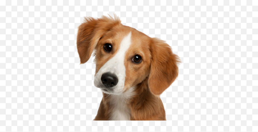 Free Png Images - Cute Dog Png Emoji,Dog Lightning Emoji