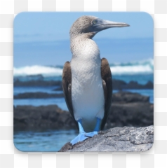 Booby Bird Wallpaper Hd 1 - Áreas Protegidas De Galápagos Emoji,Boobies Emoji