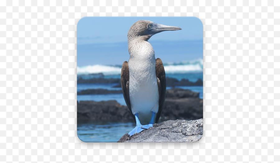 Booby Bird Wallpaper Hd 1 - Áreas Protegidas De Galápagos Emoji,Boobies Emoji