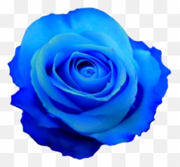 Rose Flower Photos Transparent Flowers - Blue Rose Emoji,Blue Flower Emoji