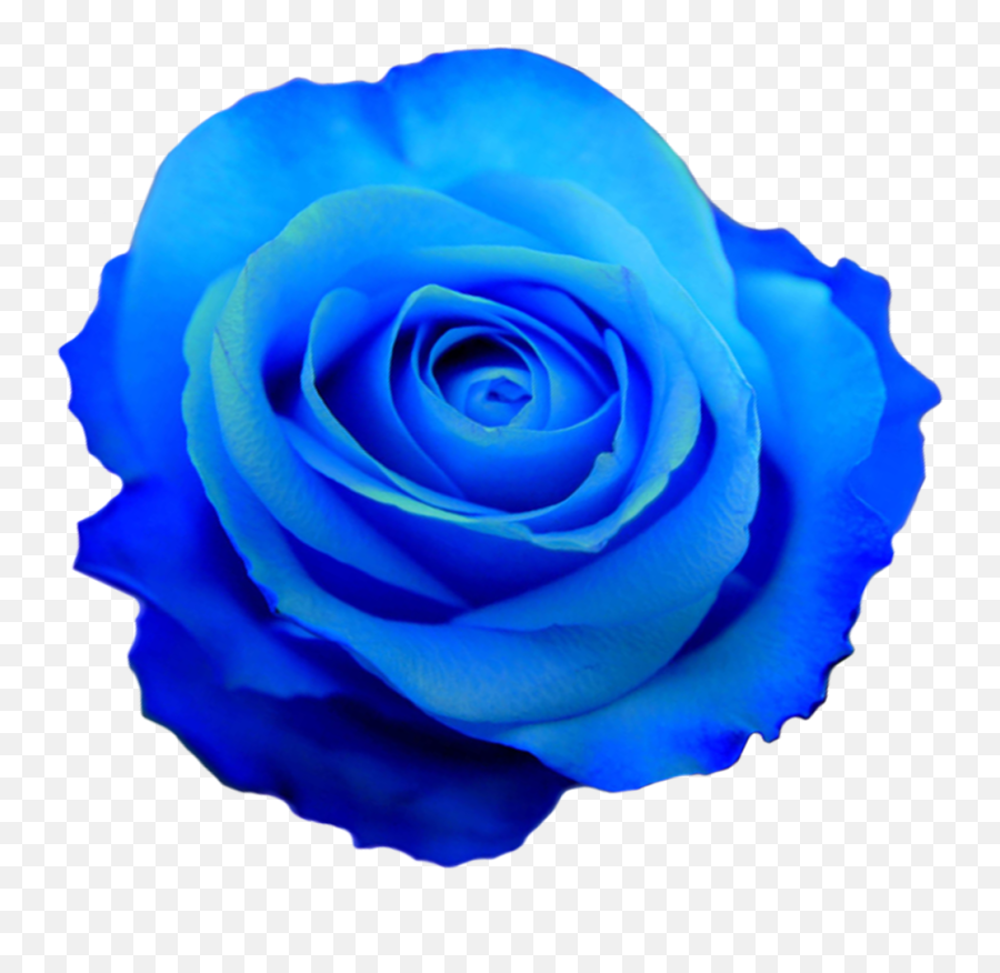 Rose Flower Photos Transparent Flowers - Blue Rose Emoji,Blue Flower Emoji
