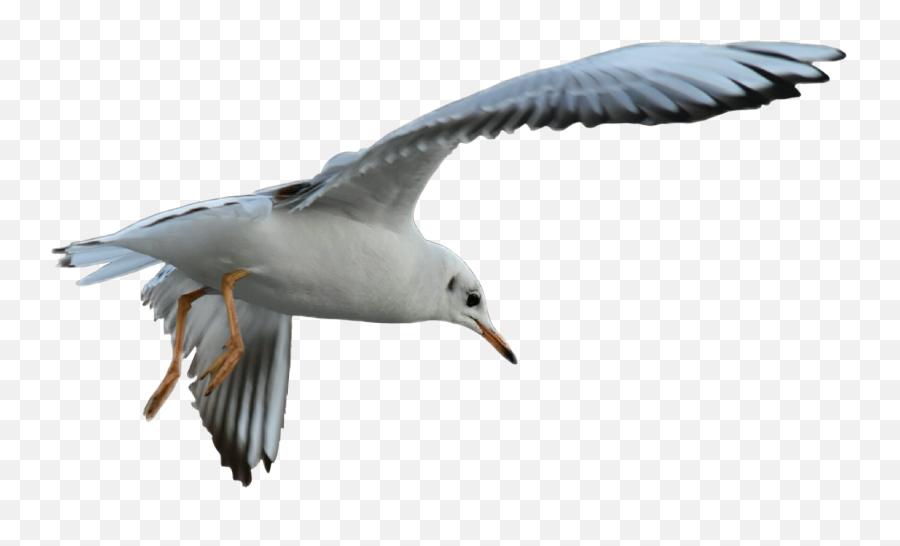 Bird Birds Flying Flyingbird Fly - European Herring Gull Emoji,Flying Bird Emoji