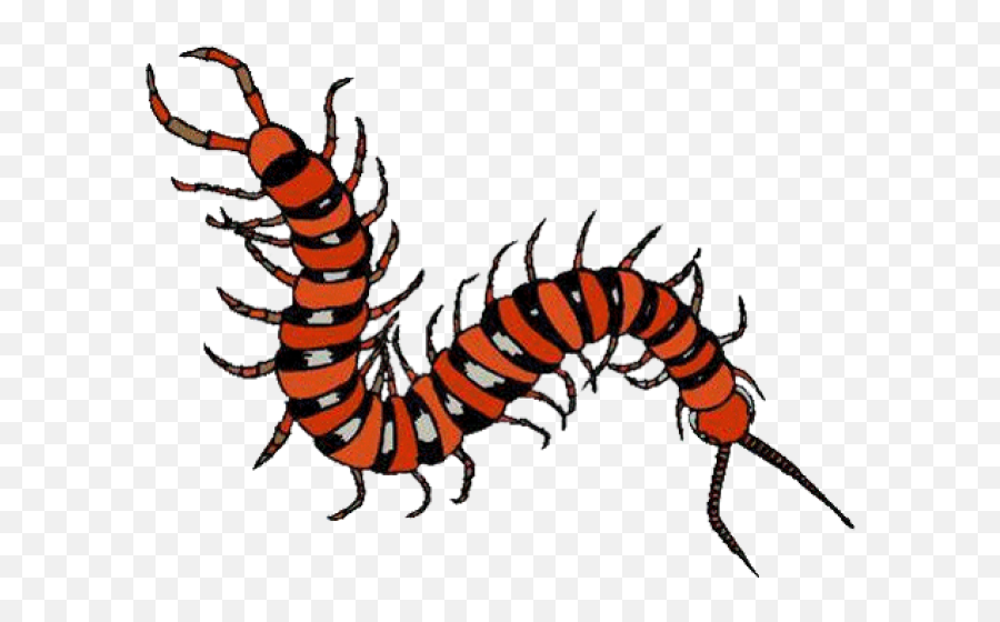Amazon Rainforest Insect Clipart - Red Centipede Clip Art Emoji,Centipede Emoji
