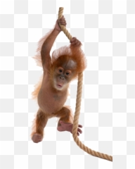Baby Orangutan On Rope - Monkey Png Emoji