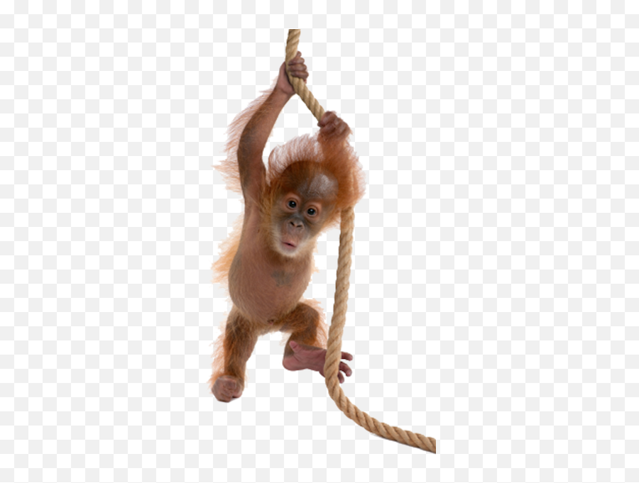 Baby Orangutan On Rope - Monkey Png Emoji,Orangutan Emoji
