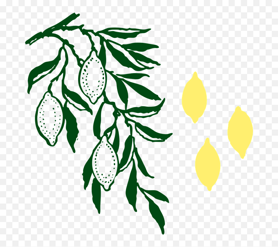 Free Citrus Fruit Lemon Vectors - Feuille Citronnier Png Emoji,Snap Emoticon
