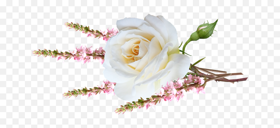 8000 Free Isolated U0026 Flower Illustrations - Pixabay Hybrid Tea Rose Emoji,Roses Emoticon