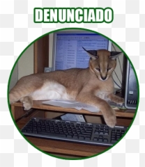 Zukulemto 6 Stickers For Telegram - Caracal Cat At Home Emoji,Cougar Emoji