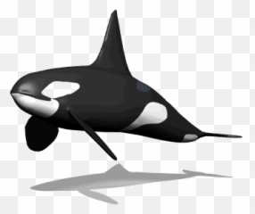 Top Killer Whale Gif Stickers For Android Ios - Animated Emoji