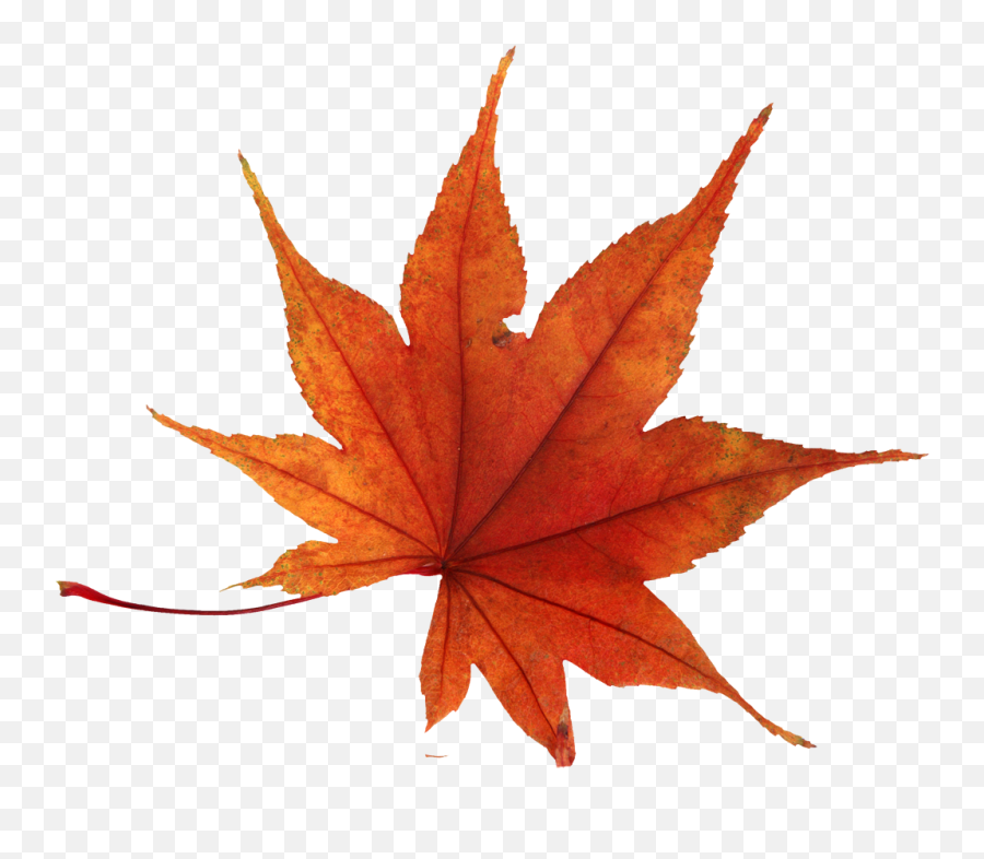 Fall Transparent Png Clipart Free Download - Real Autumn Leaves Png Emoji,Fall Emojis