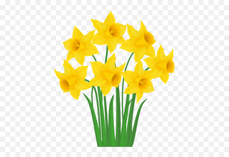 Daffodil Vector Transparent Picture - Transparent Background Daffodils Clipart Emoji,Daffodil Emoji