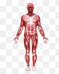 Emoji Png - Transparent Muscular System