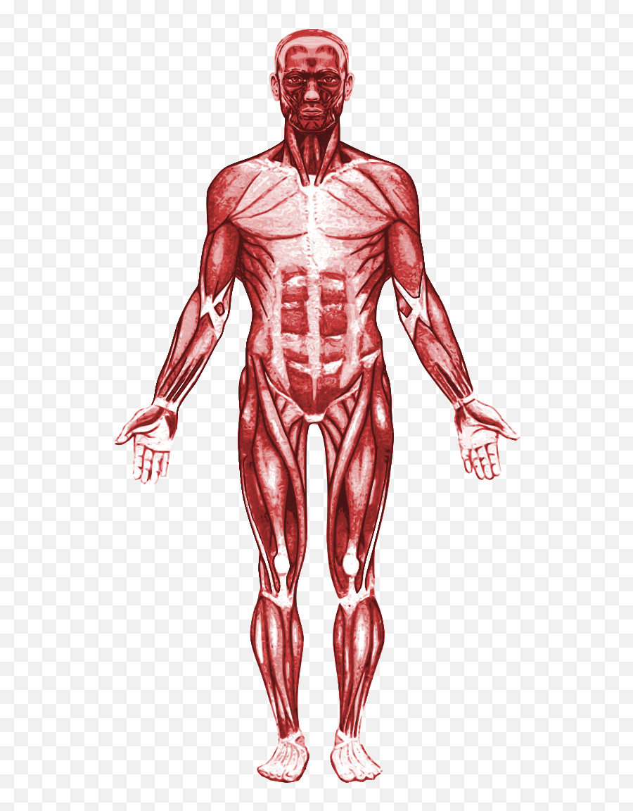 Emoji Png - Transparent Muscular System Png,Muscle Emoji Png