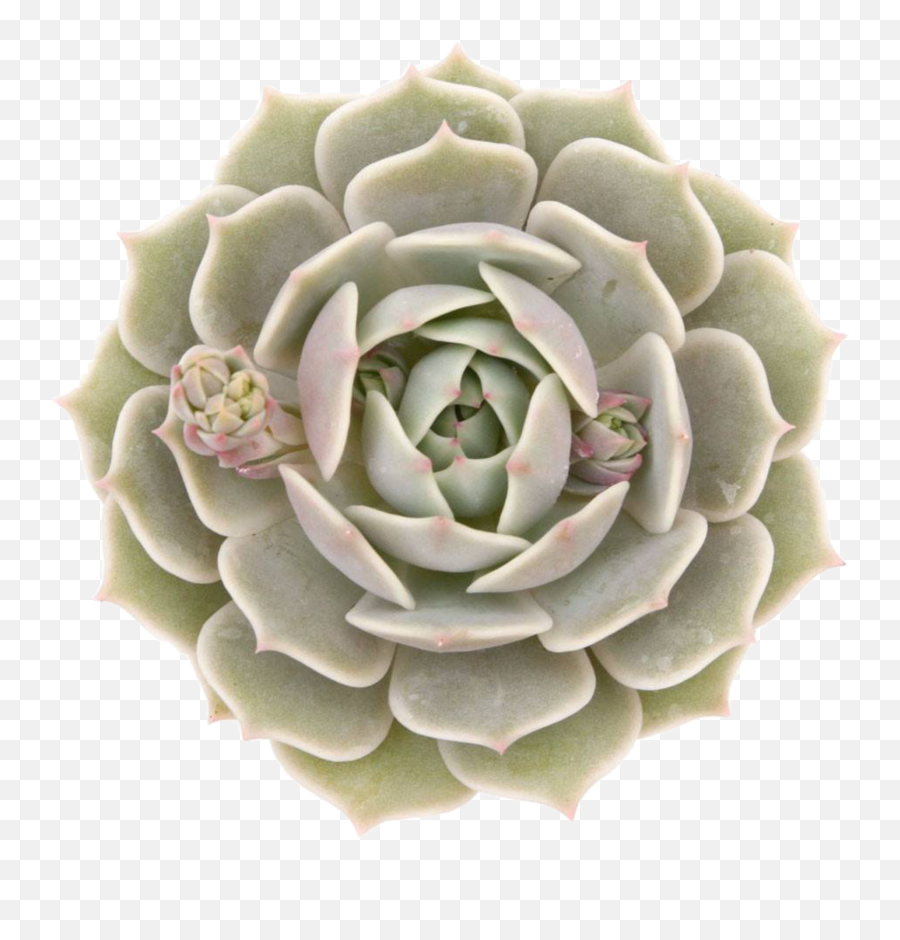 Plant Succulent Garden Gardening Moodboard Green Moodbo - White Mexican Rose Emoji,Gardening Emoji