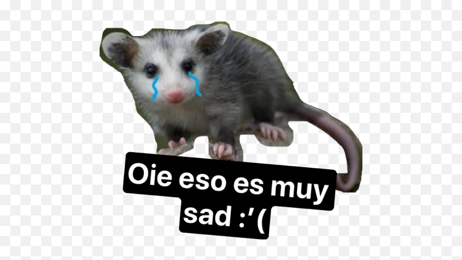 Stickers Que Curan La Depresión - Common Opossum Emoji,Opossum Emoji