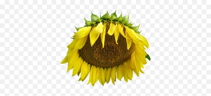 Transparent Flower - Real Sunflower Transparent Pngs Emoji,Sunflower Emoji Transparent
