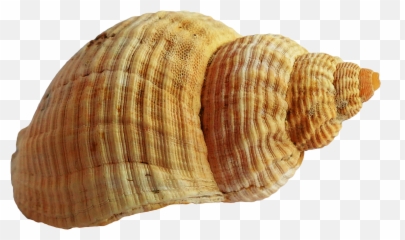 Shell Beach Transparent Png Clipart - Sea Shells Transparent Background Emoji,Conch Shell Emoji