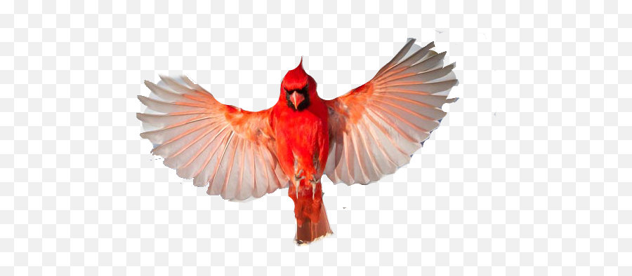 To - Northern Cardinal Emoji,Cardinals Emoji