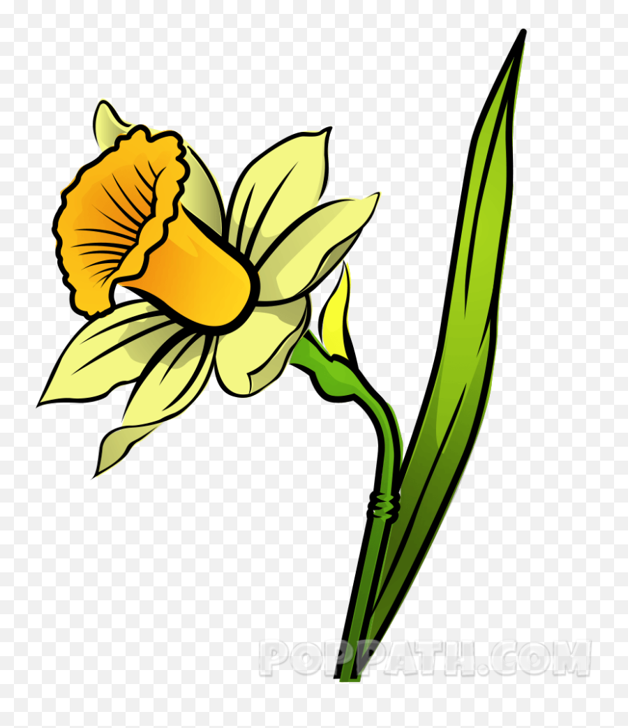 How To Draw A Daffodil - Daffodil Drawing Emoji,Daffodil Emoji