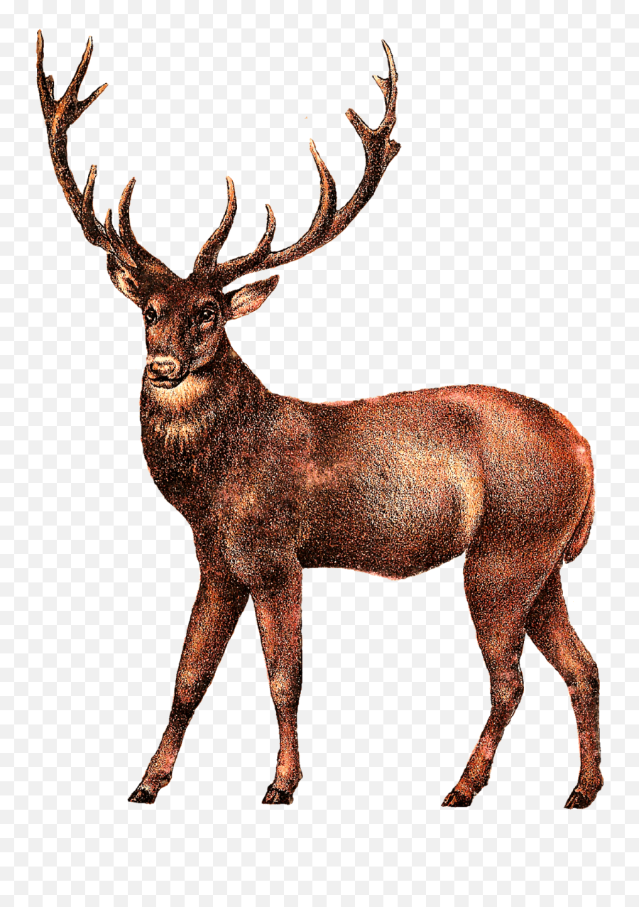 Deer Transparent Clipart - Elk Clipart Emoji,Deer Hunting Emoji