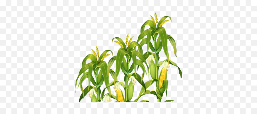 Plant Png And Vectors For Free Download - Dlpngcom Corn Field Png Emoji,Potted Plant Emoji