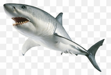 Best Sharks Transparent Background - Shark Png Emoji,Shark Emoji Iphone