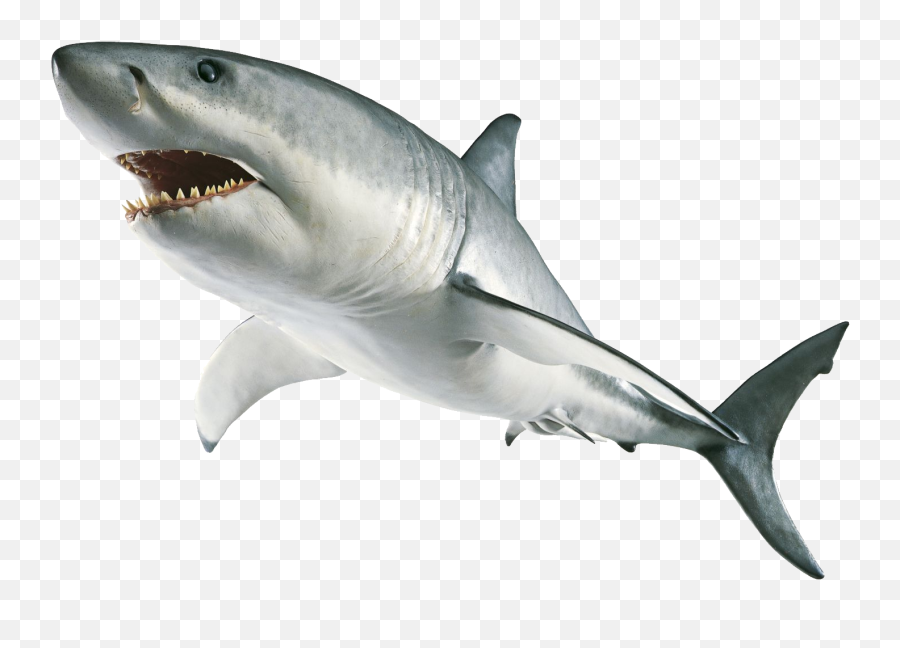 Best Sharks Transparent Background - Shark Png Emoji,Shark Emoji Iphone