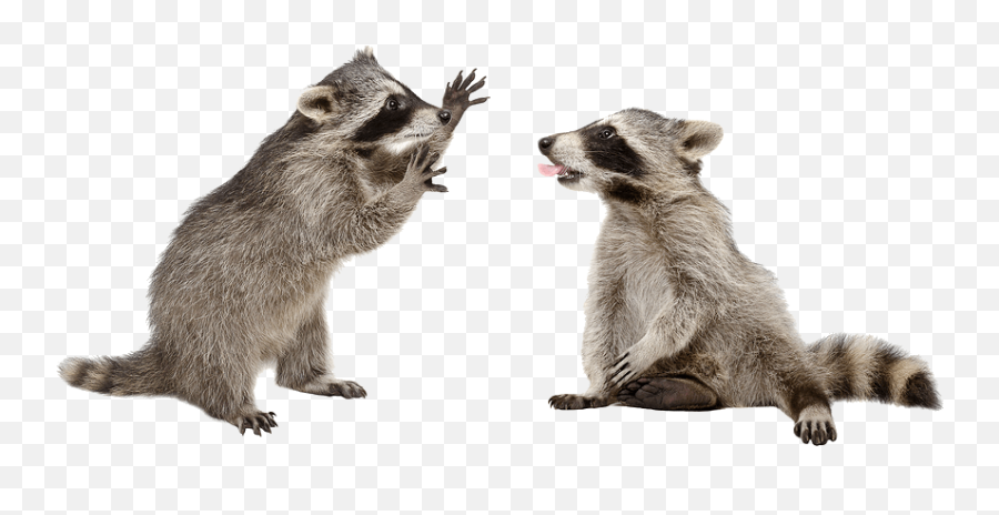 18 Interesting Raccoons Facts - Raccoons Png Emoji,Racoon Emoji