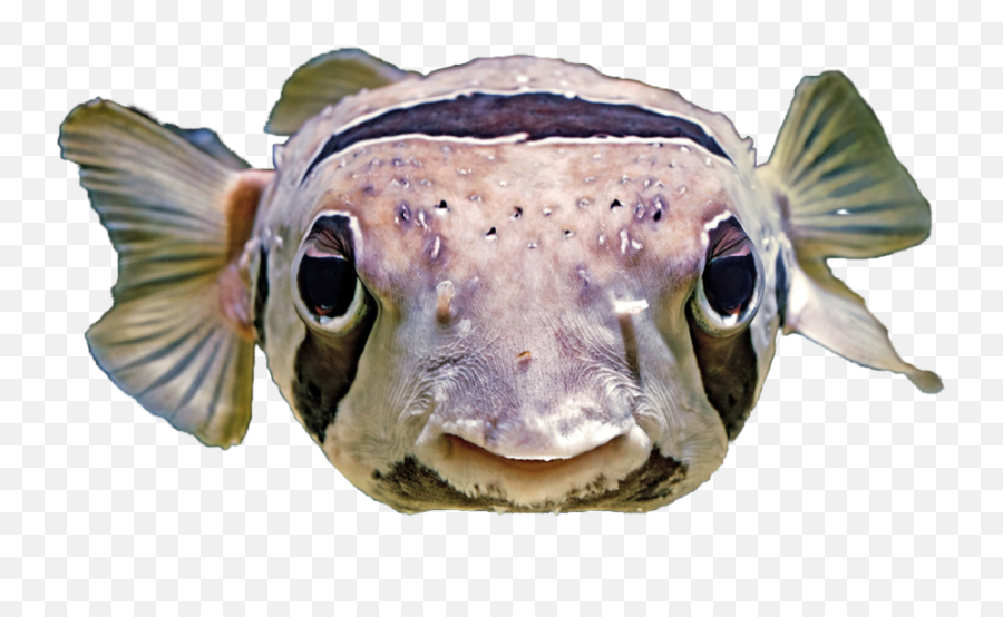 Fishpufferfishfreetoedit Freetoedit - Puffer Fish Emoji,Pufferfish Emoji