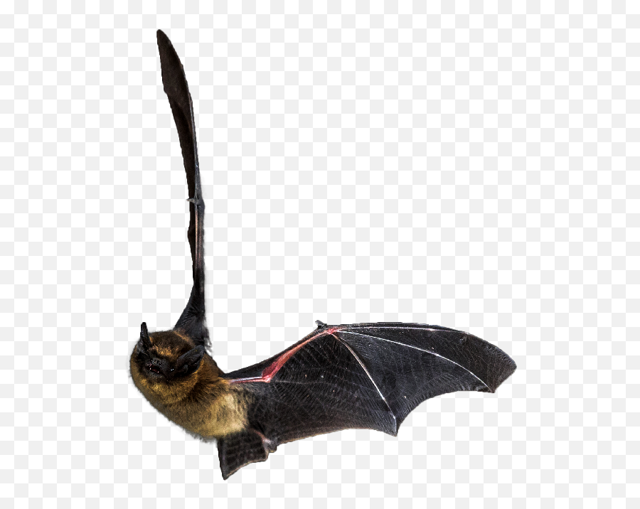 Canadian Wildlife Federation Help The Bats - Flying Bat Png Emoji,Bat Emoticon
