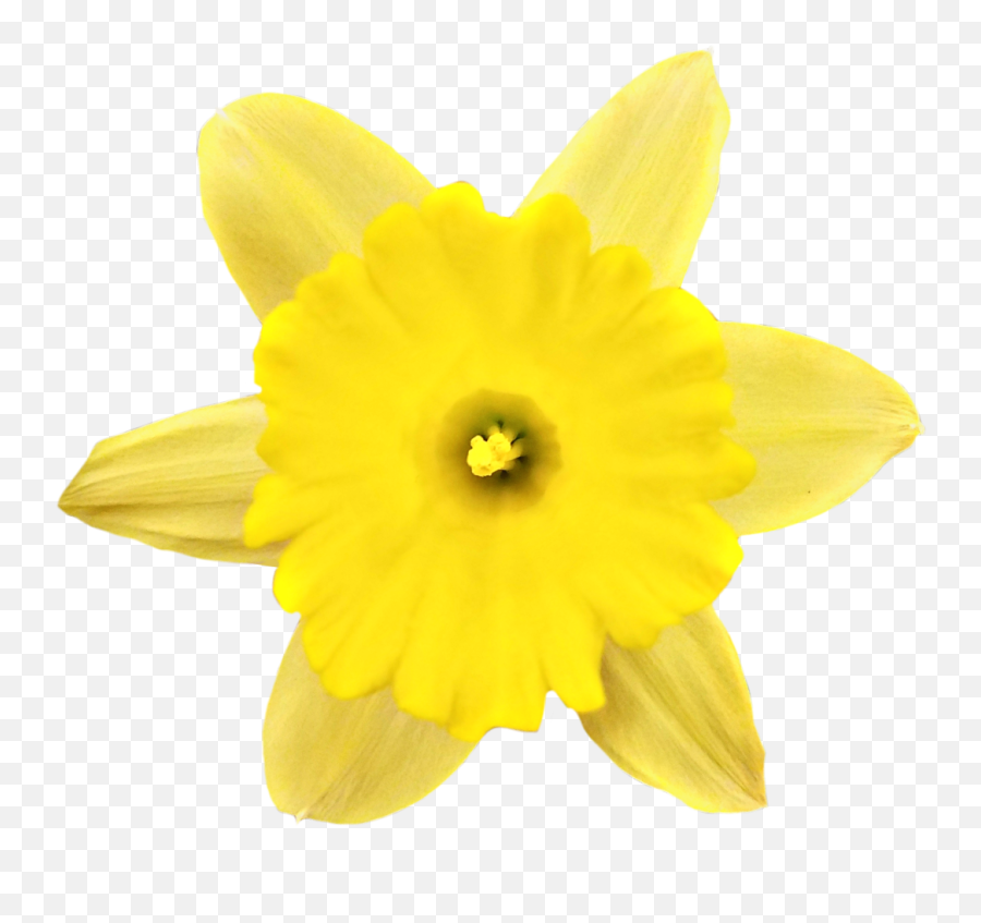 Springflower Daffodil Spring Flower - Narcissus Emoji,Daffodil Emoji ...