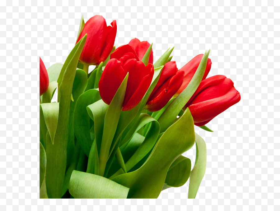 Bouquet Flowers Png - Bunch Of Tulips Png Hd Flower Emoji,Apple Old Emojis