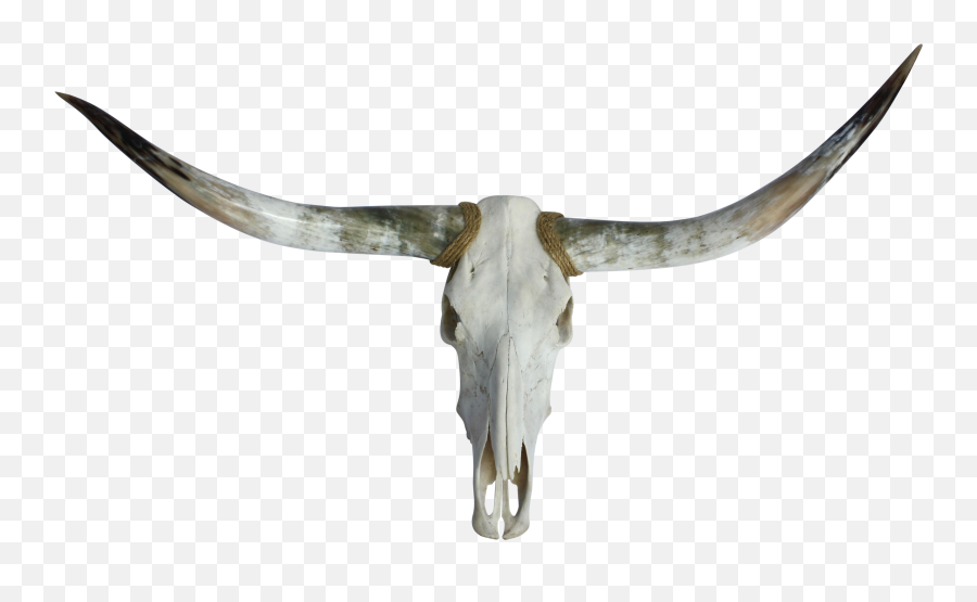 Texas Longhorn English Longhorn Ox - Solid Emoji,Texas Longhorn Emoji