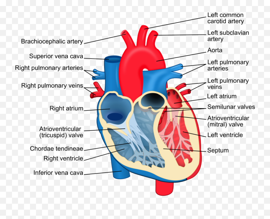 Heart Diagram - Heart Diagram Labelled Emoji,Meaning Of Heart Emojis
