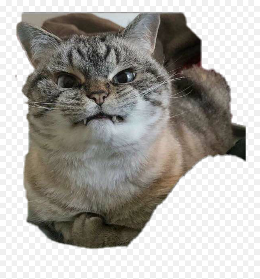 Fun Funny Funnyface Reaction Photo - Angry Cat Funny Face Emoji,Angry Cat Face Emoji