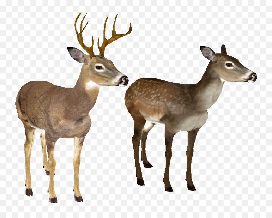 Download Free Whitetail Deer Head Icon - White Tailed Deer Transparent Emoji,Whitetail Deer Emoji