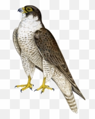 Free PNG images - DLPNGcom Peregrine Falcon Png Emoji
