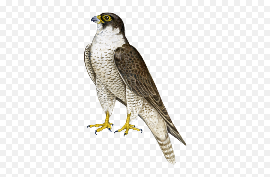 Free Png Images - Dlpngcom Peregrine Falcon Png Emoji,Falcon Emoji Iphone