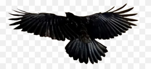 Crow Bird Birds Sticker Sticker - American Crow Emoji,Crow Emoji