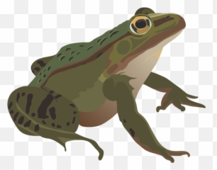 Rana Png U0026 Free Ranapng Transparent Images 164080 - Pngio Anfibios Png Emoji,Kermit Tea Emoji